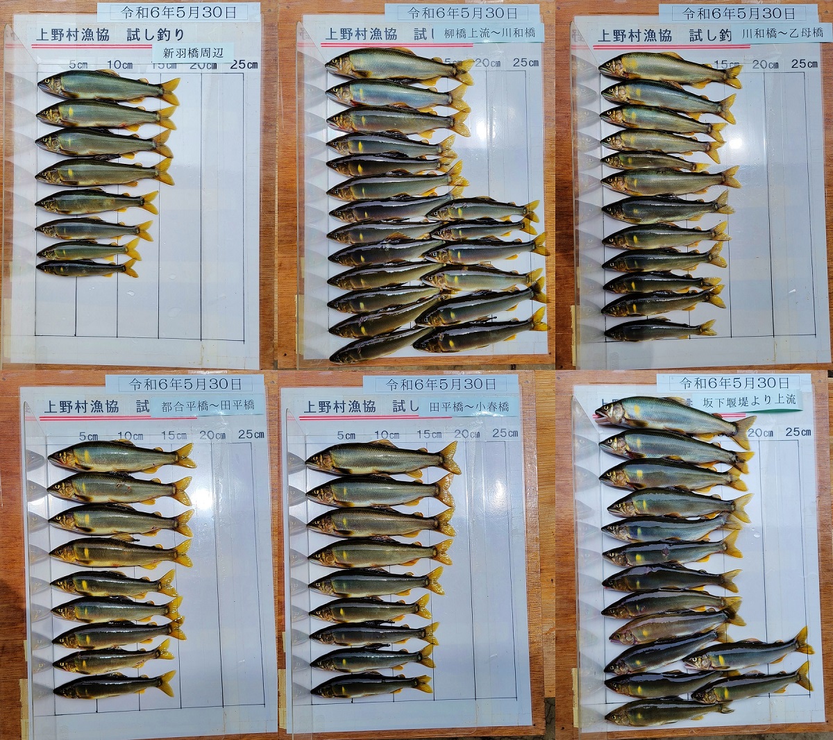 鮎友釣り | 上野村漁業協同組合